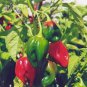 WsiniPepper Habenero Chile 20+ Seeds