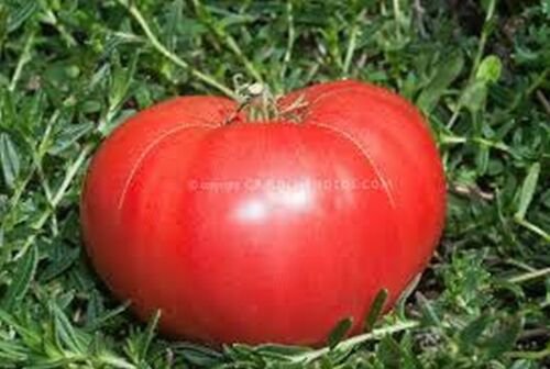 WsiniTomato  Beefstead  50 Seeds