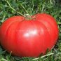 WsiniTomato Beefstead 50 Seeds