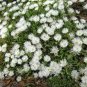 WsiniIce Plant Livingston Daisy Dorotheanthus Bellidiformis White 100 Seeds