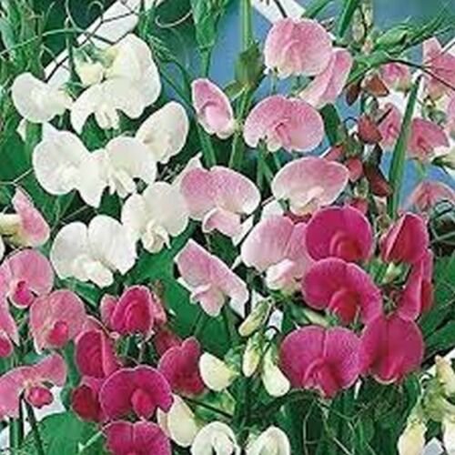 WsiniSweet Pea  Pearl Mix   Lathyrus Odoratus   15 Seeds