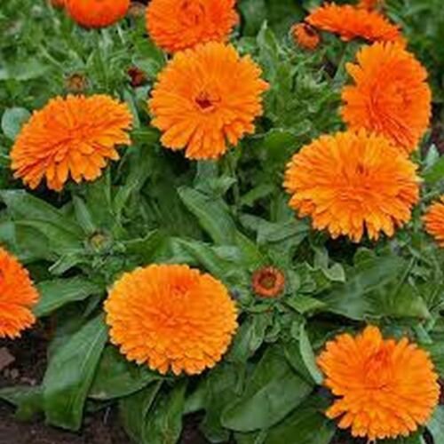 WsiniCalendula  Calendula Officinalis   Orange  50 seeds