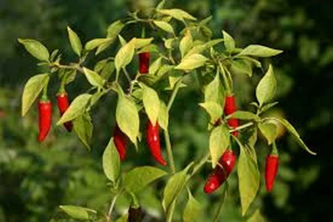 WsiniPepper Cayenne Red 100 Seeds