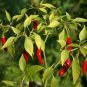 WsiniPepper Cayenne Red 100 Seeds