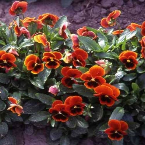 WsiniViola Cornuta Arkwright  50 Seeds