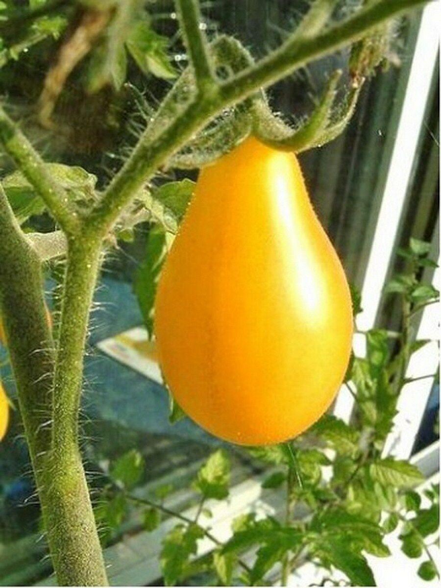 WsiniTomato Yellow Pear  50 Seeds