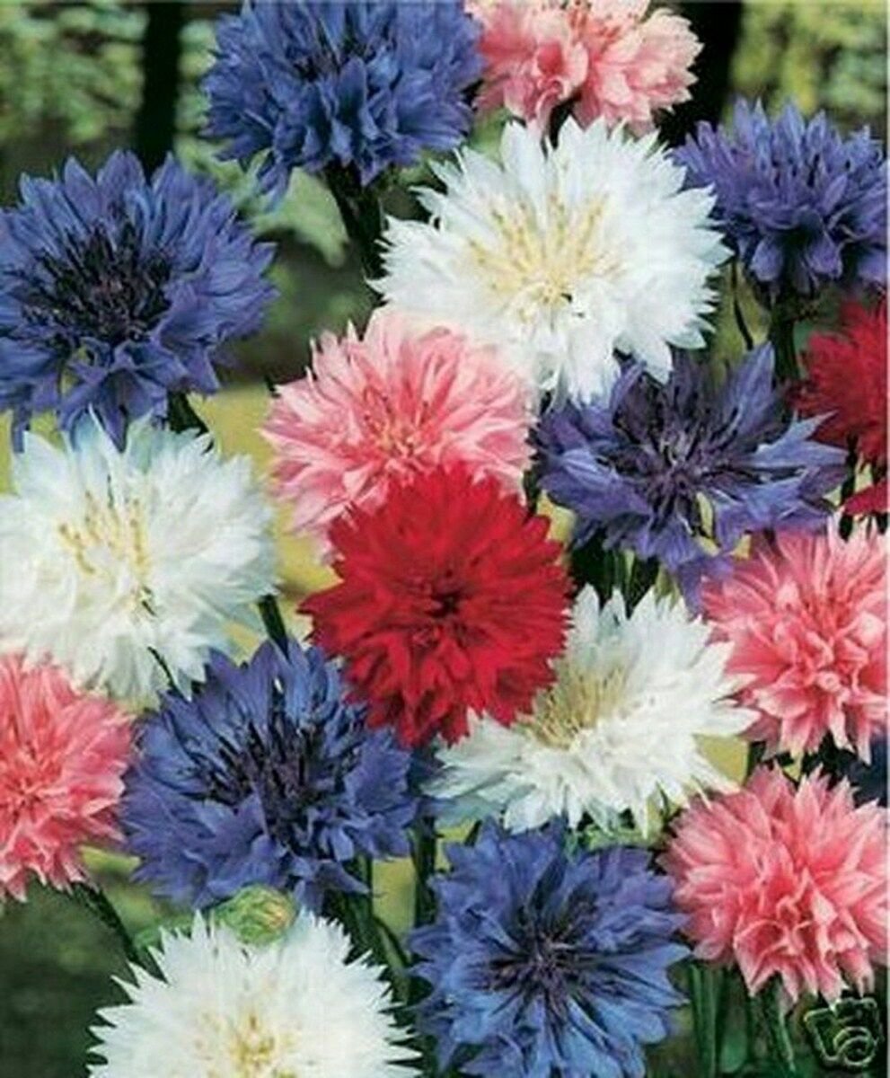 WsiniBachelor Button  Centaurea Cyanus  Mix  200 Seeds