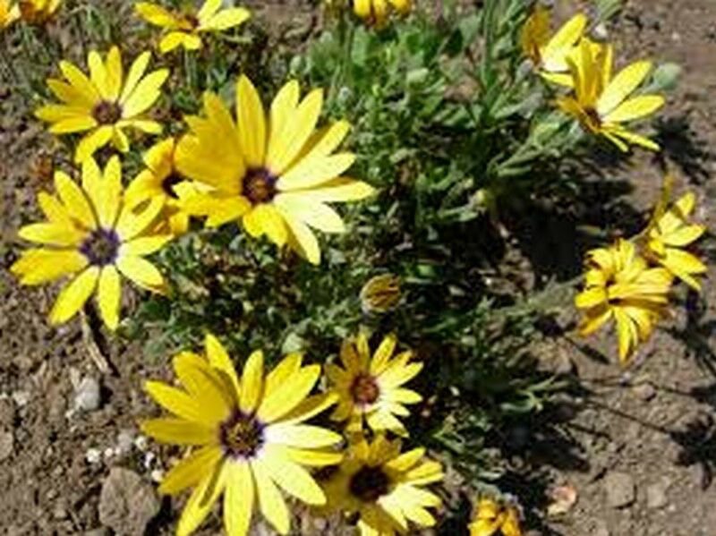 WsiniAfrican Daisy  Dimorphotheca Aurantiaca   Yellow  50 seeds