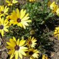 WsiniAfrican Daisy Dimorphotheca Aurantiaca Yellow 50 seeds
