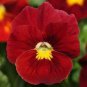 WsiniPansy Viola Wittrockiana Clear Crystals Scarlet 50 Seeds