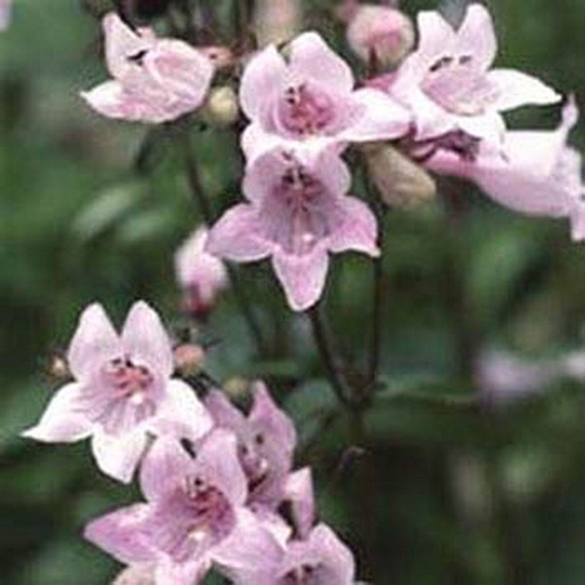WsiniPenstemon  Pink  50 Seeds