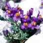WsiniLinaria Alpina 50 Seeds