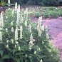 WsiniHyssop Agastache Mexicana Giant White 100 seeds