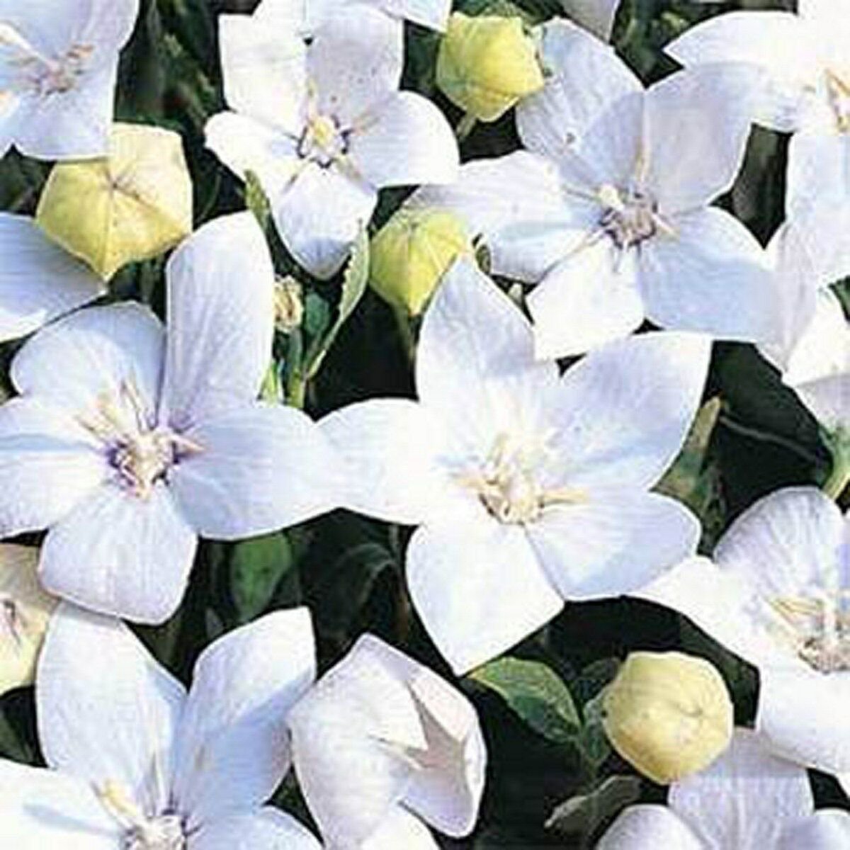 WsiniBalloon flower Platycodon Grandiflorus White 25 Seeds