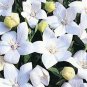 WsiniBalloon flower Platycodon Grandiflorus White 25 Seeds