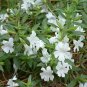 WsiniMimulus Hybridus F2 Twinkle White 100 seeds