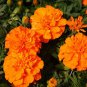 WsiniMarigold Tagetes Erecta Tall Sierra Orange 50 seeds