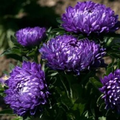 WsiniAster Callistephus Dwarf Milady Blue 50 Seeds