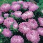WsiniAster Callistephus Dwarf Milady Lilac 50 Seeds