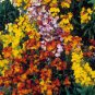 WsiniWallflower English Mix 100 Seeds
