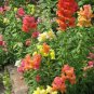WsiniSnapdragon Corona Mix 100 seeds