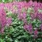 WsiniAstilbe Astilbe Chinensis 50 Seeds