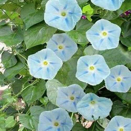 WsiniMorning Glory Ismay 15 Seeds