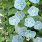 WsiniMorning Glory Ismay 15 Seeds