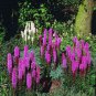 WsiniBlazing Star Gayfeather 100 Seeds