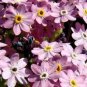 WsiniChinese ForgetMeNot PinkCynoglossum Amabile 100 seeds