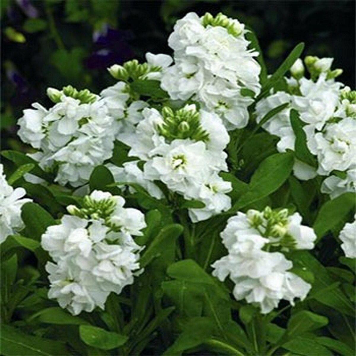 WsiniStock Matthiola Incana Ten Week White 50 Seeds