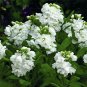 WsiniStock Matthiola Incana Ten Week White 50 Seeds