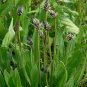 WsiniPlantain English Plantago Lanceolata 100 Seeds