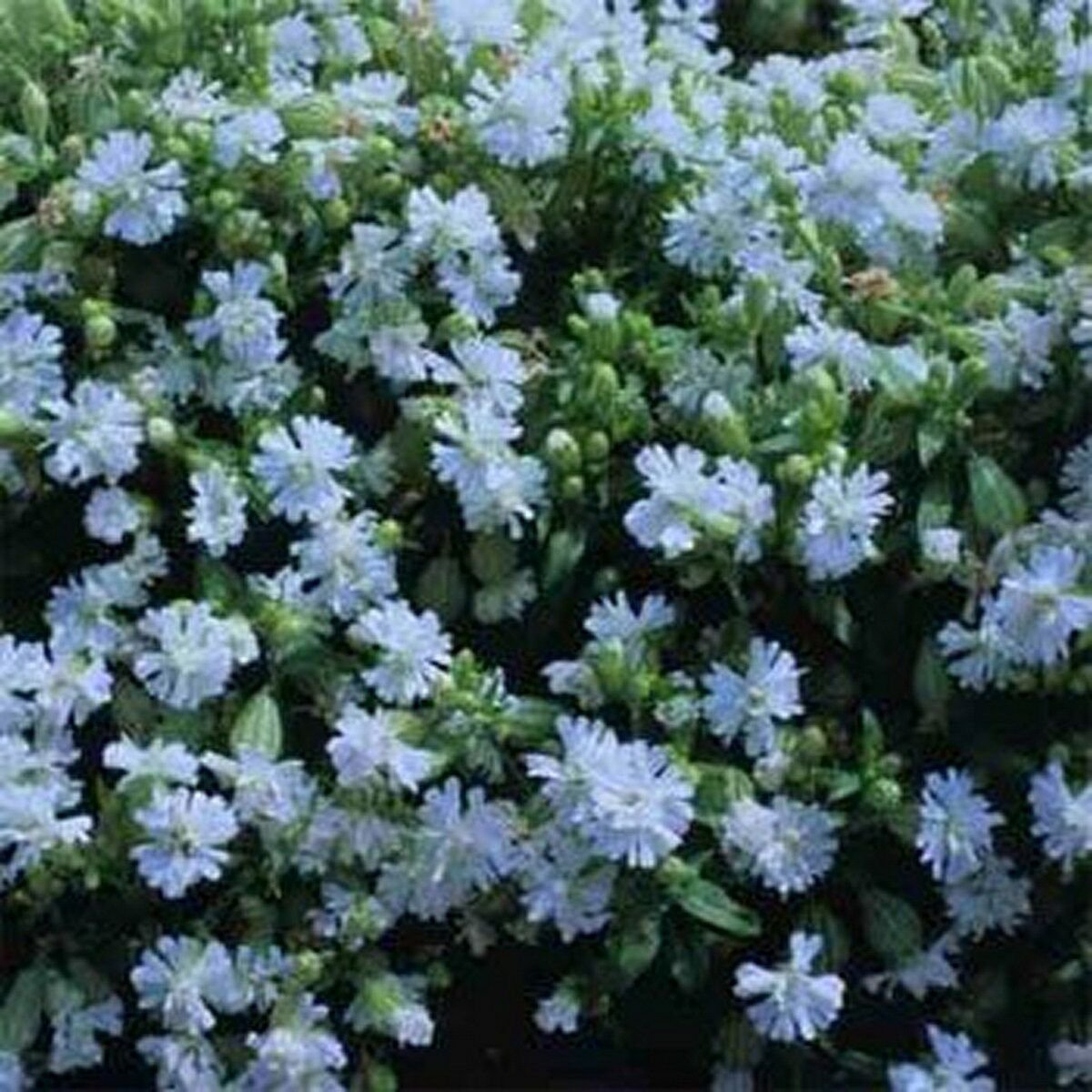 WsiniNodding Catchfly Snowdrop Silene Pendula200 seeds