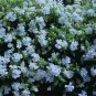 WsiniNodding Catchfly Snowdrop Silene Pendula200 seeds