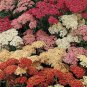 WsiniYarrow Summer Berries Achillea 50 seeds