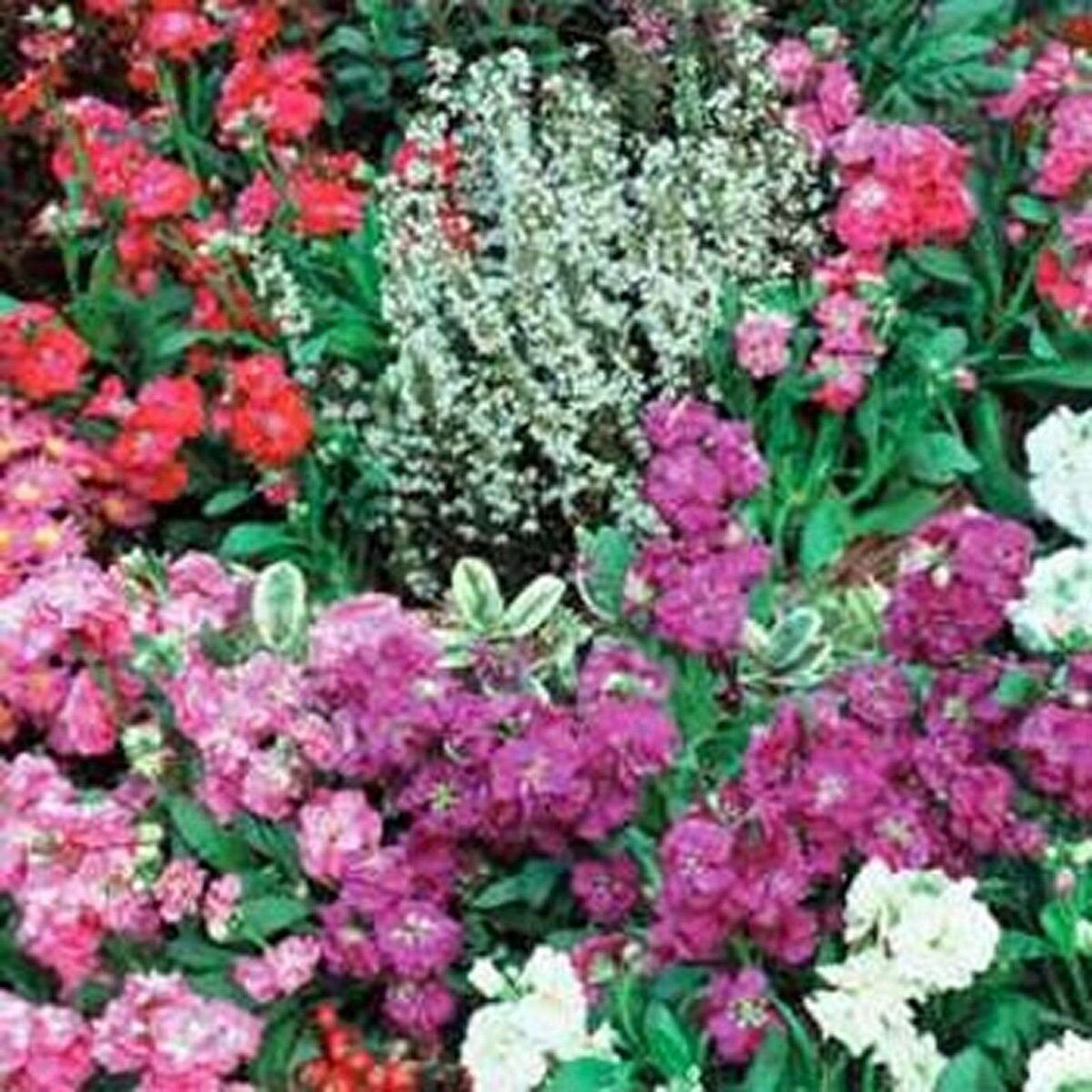 WsiniStock Matthiola Incana Ten Week Mix 50 Seeds
