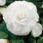 WsiniBegonia Tuberosa Double White 25 Seeds