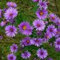 Wsini New England Aster Aster Novae Angliae 100 Seeds