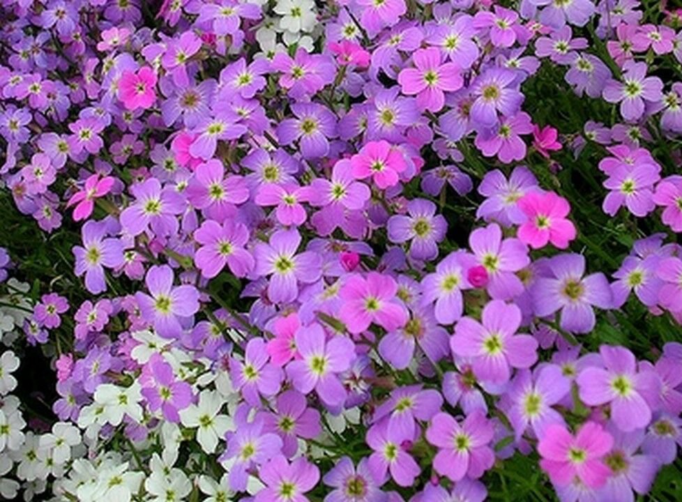 Wsini Virginia Stock Malcomia 500 seeds