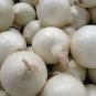 WsiniOnion Sweet White Spanish 200 Seeds