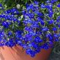 WsiniLobelia Erinus Marine Blue 100 seeds