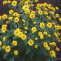 WsiniHeliopsis Heliopsis Scabra Summer Sun 50 Seeds
