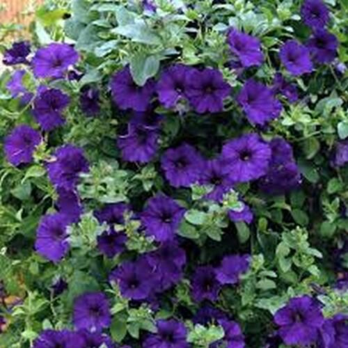 WsiniPetunia Alderman's 100 Seeds