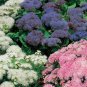 WsiniAgeratum Mexicanum Mix 200 Seeds