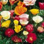 WsiniPoppy California Mix 500 seeds