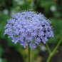 WsiniBlue Lace Flower Didiscus Caeruleus 50 Seeds