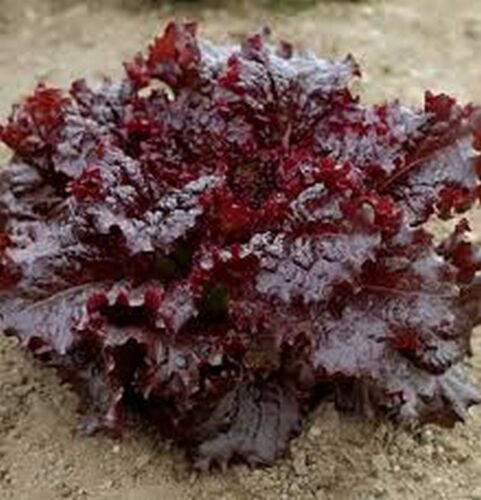 WsiniLettuce Red Salad 100 Seeds