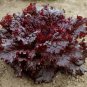 WsiniLettuce Red Salad 100 Seeds