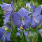 WsiniJacob's Ladder Polemonium Caeruleum Blue 50 seeds